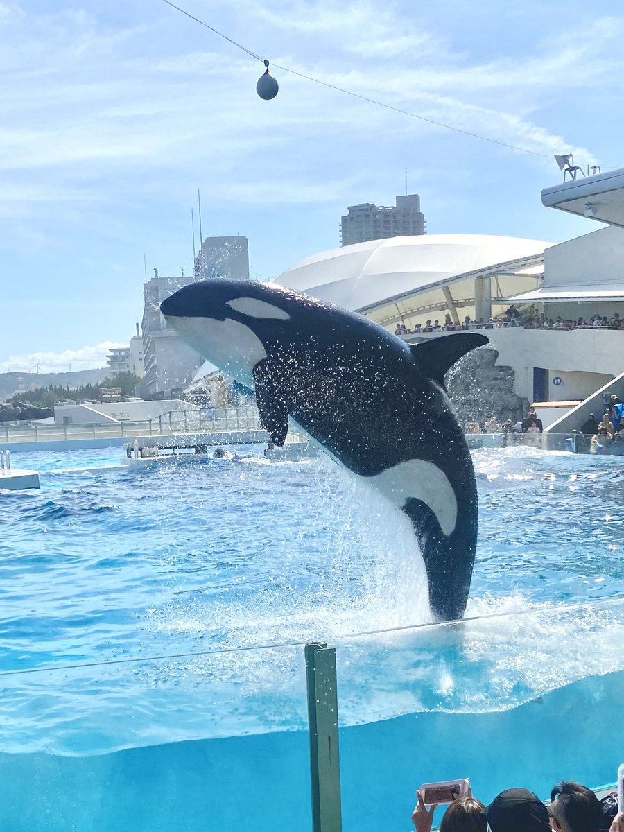 bandam33's tweet image. ｼｬｯﾁｼｬﾁ