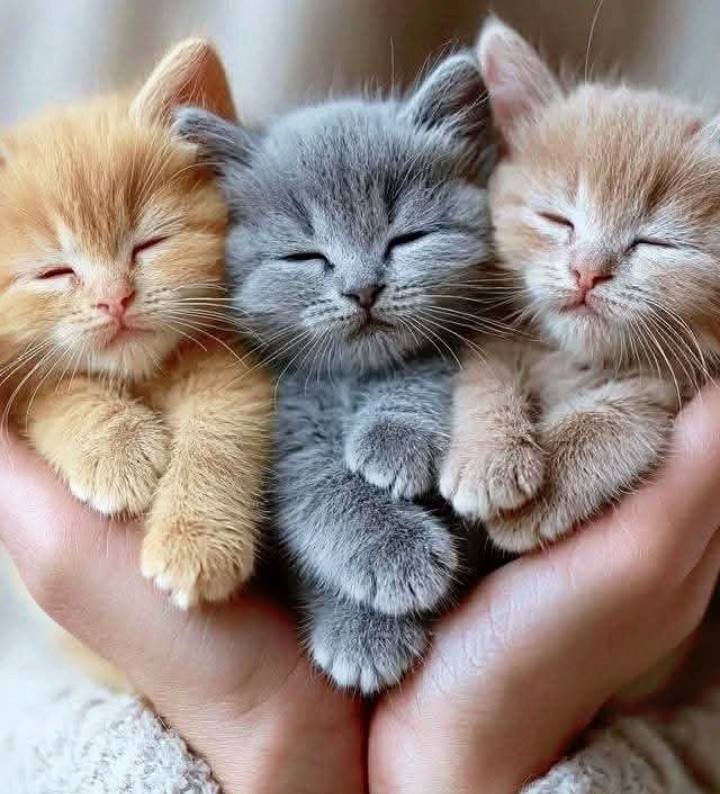 ElayneRasel's tweet image. 🖤🐈‍⬛🩵😽🩵🩶🧡
