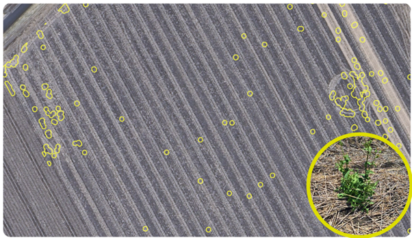 GRDC North (@grdcnorth) on Twitter photo Can your current boomspray fitted with section control be used for spot spraying without significant capital investment? In the near future ultra-high resolution satellite imagery could make it possible. <a href="/TimNeale1/">Tim Neale π¦πΊπ¦πΊπ¦πΊ</a> <a href="/data_farming/">DataFarming</a> explains. Paper: bit.ly/3IMZG6S Can your current boomspray fitted with section control be used for spot spraying without significant capital investment? In the near future ultra-high resolution satellite imagery could make it possible. <a href="/TimNeale1/">Tim Neale π¦πΊπ¦πΊπ¦πΊ</a> <a href="/data_farming/">DataFarming</a> explains. Paper: bit.ly/3IMZG6S