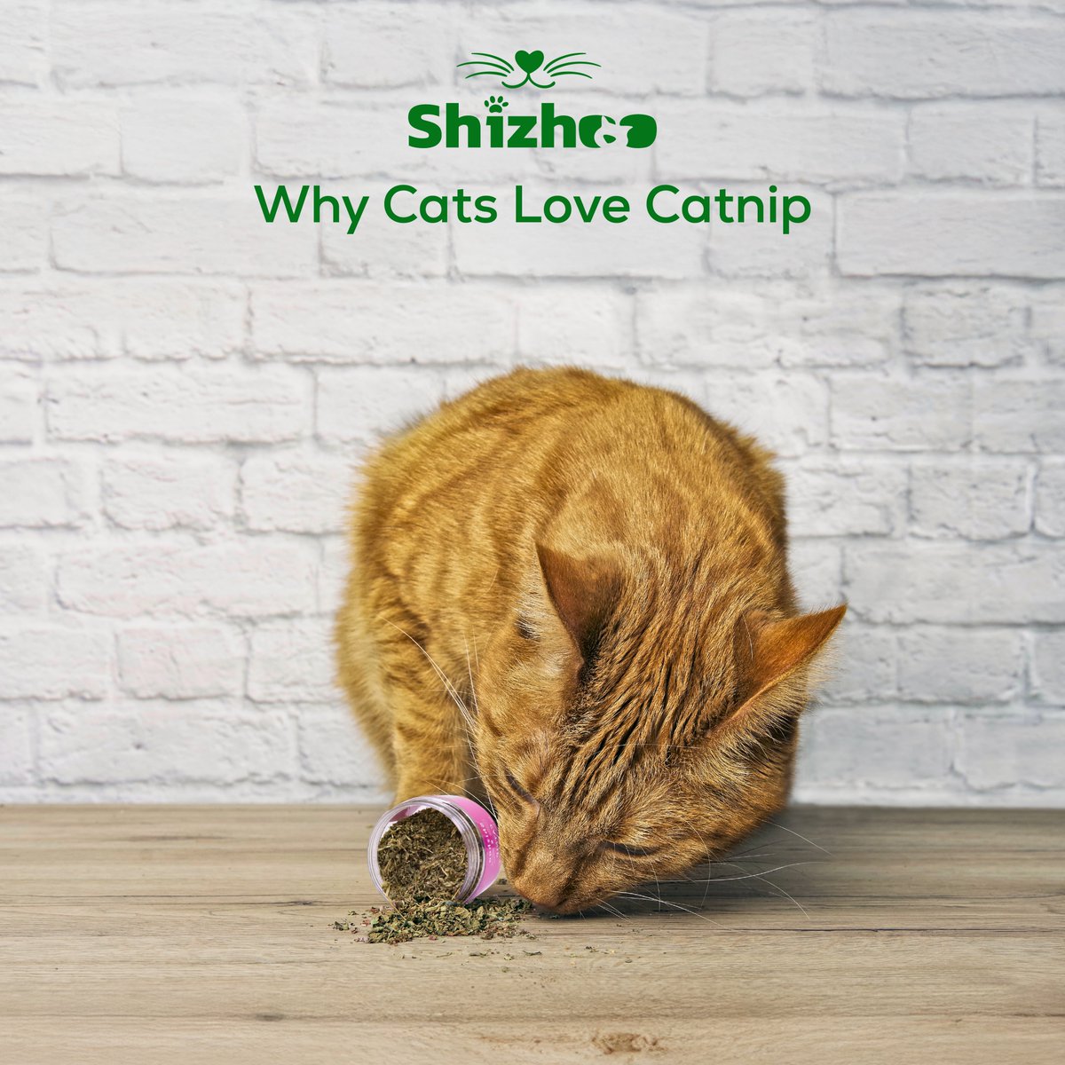 shizh00's tweet image. SHIZHOO | My therapist says I need to set boundaries... but catnip doesn’t. 🌿🧠 | Tap to get SHIZHOO Meowgical Catnip | amazon.com/dp/B0DJRB2ST4
#shizhoo #catnip #catniphigh #catniptoy #meowgical