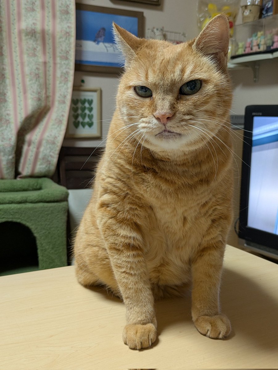 torakoland's tweet image. かまってほしいトラ子