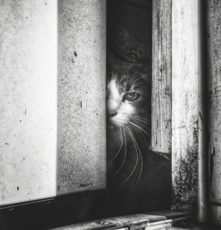 ElayneRasel's tweet image. 🖤🐈‍⬛🩶🤍