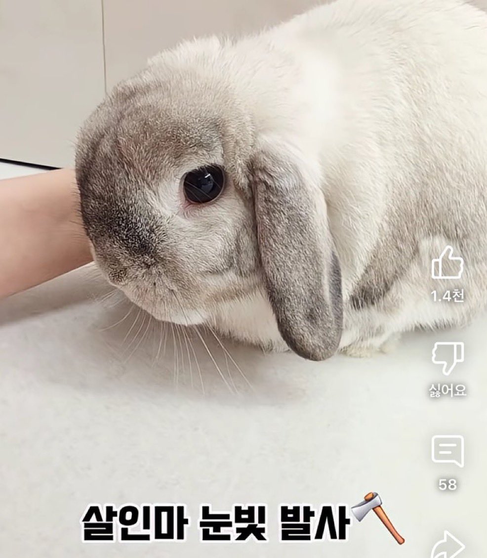 nuna82's tweet image. 모토끼