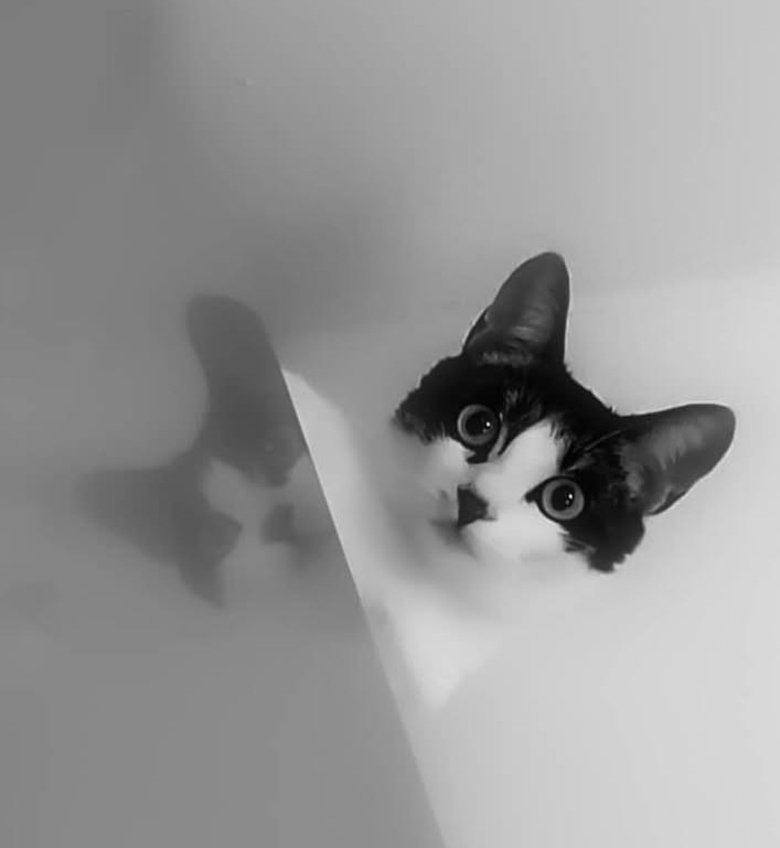 ElayneRasel's tweet image. 🖤🐈‍⬛🤍