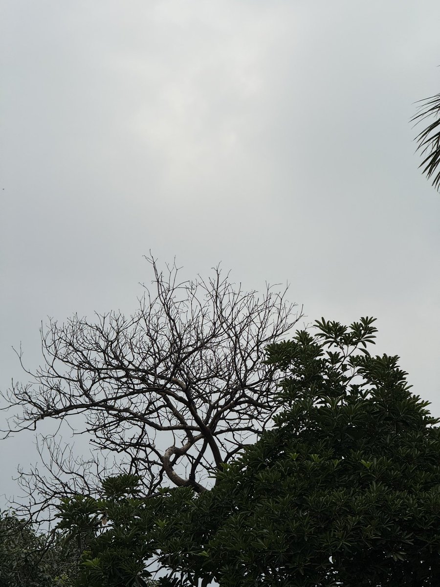 thedelhiwalla's tweet image. Heathcliff‘s tree