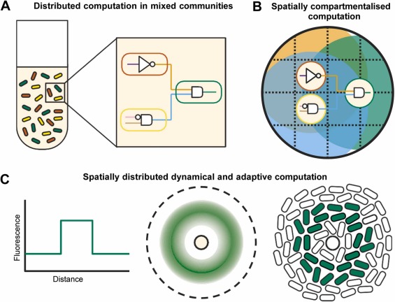 Engineered implementations of spatial computation in biological systems
doi.org/10.1016/j.semc…