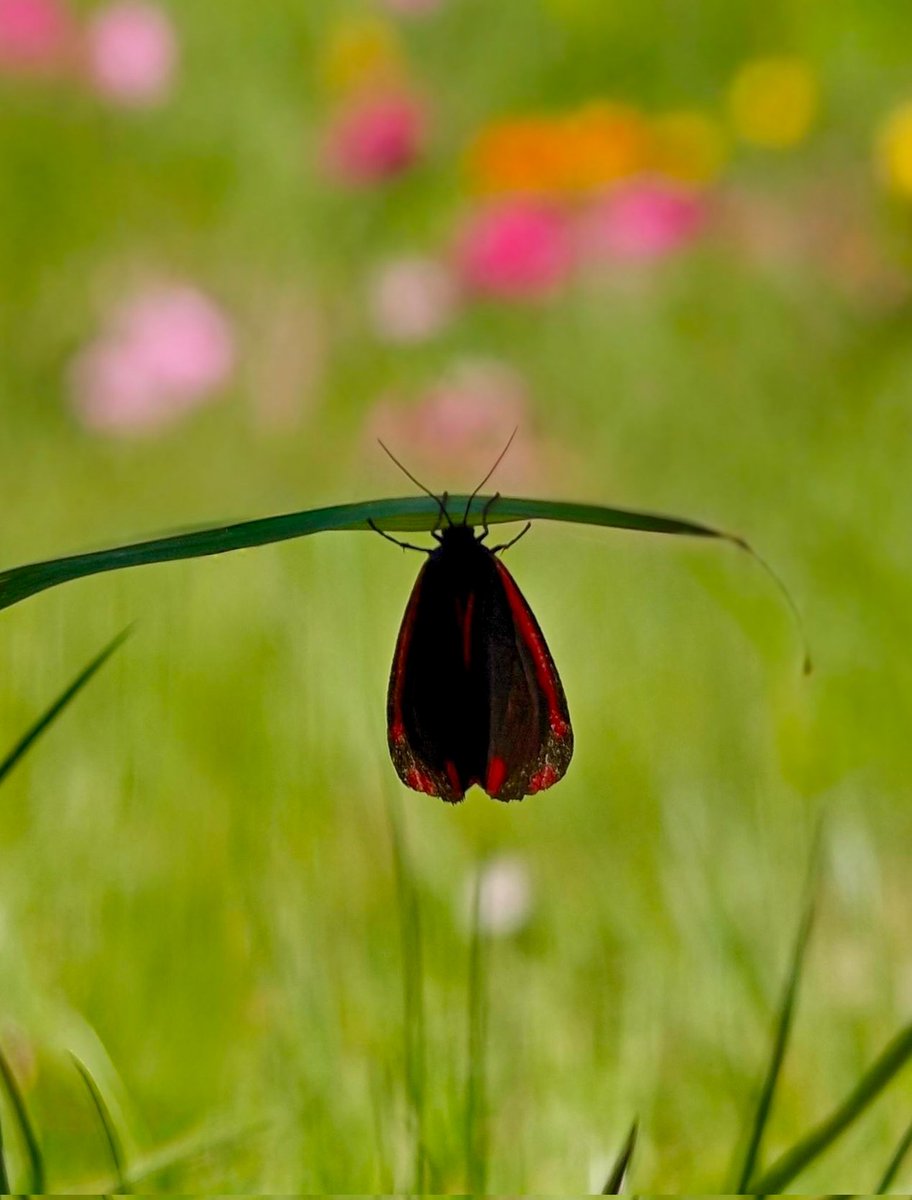 Rajeevprpr's tweet image. Macro Magic 
HONOR Magic 6 pro 
OnePlus 12