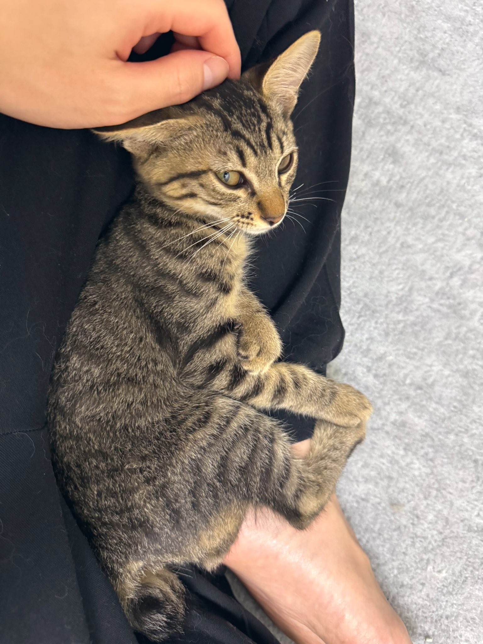 ねこずく★フォロー割引 ぴくと on X: 