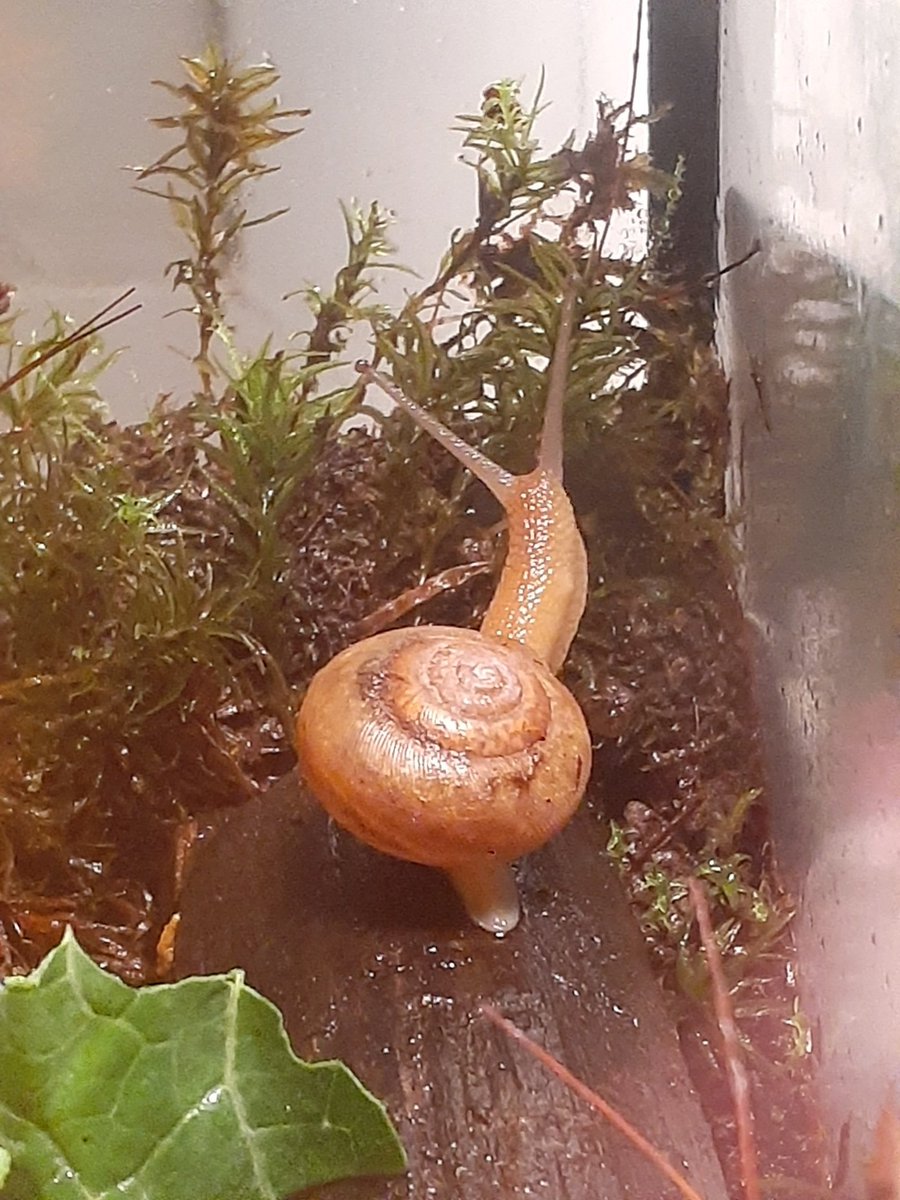 Betty here...I'm not an Offical Hedgewatcher but I do like to help my brothers do patrols. I've found some interesting things in my tank including tiny mushrooms and aliens!!!! Is it possible for a snail to become a Hedgewatcher??? #Hedgewatch