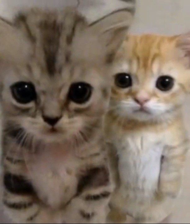 softoytaetae's tweet image. it&apos;s them!!!
