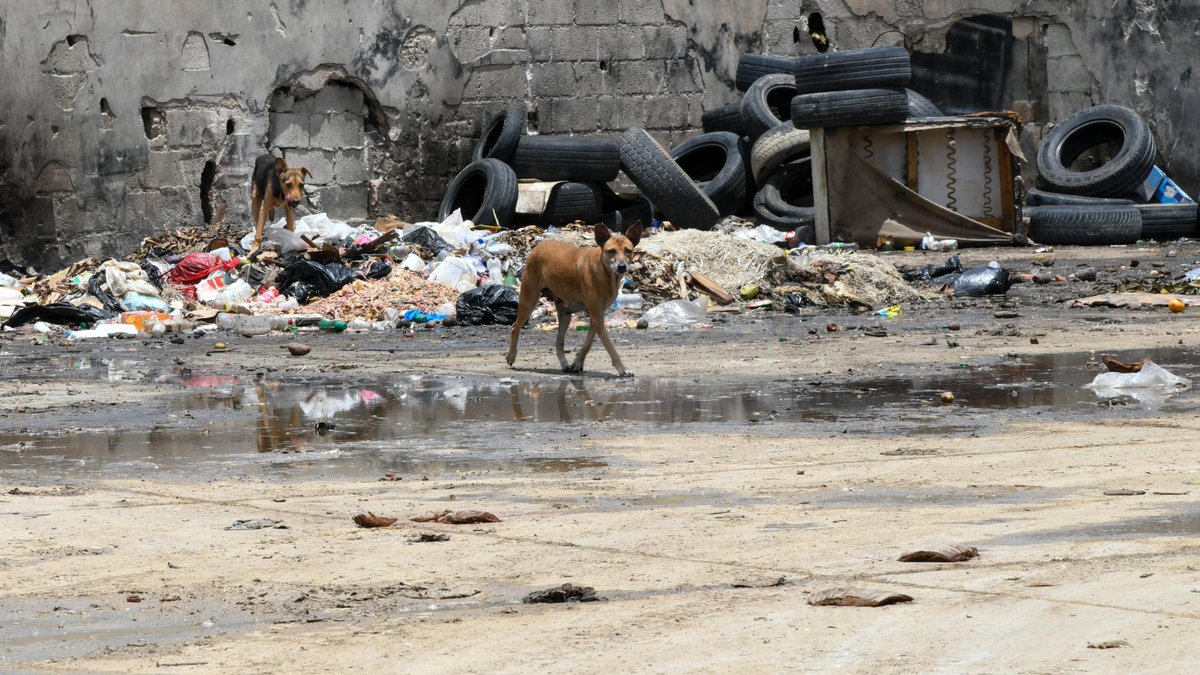 ListinDiario's tweet image. Mercado municipal de La Romana es foco de contaminación
🔗listindiario.com/la-republica/p…
Fotos: Jorge Martínez / LD
#ListínDiario