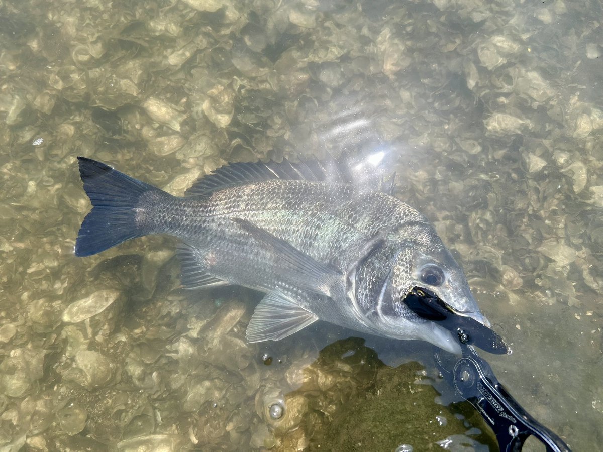 tnyn252525's tweet photo. DETA!!
ピカピカの綺麗なクロダイ🐟が釣れました🙂
真っ黒デコっ張り居付き魚→回遊してきたっぽい魚
入れ替わったのを実感しています🎣
#チヌトップ
#OSP
#YAMATOJr_SPEC2 https://t.co/TdeQniYKdG