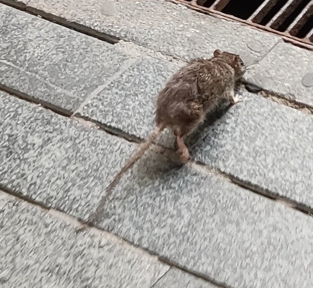 Bodljikava's tweet image. U prolazu ka Zelenom vencu pacov. Izgleda kao da je drogiran ili ga neko pustio jer uopšte ne reaguje na ljude. 😁