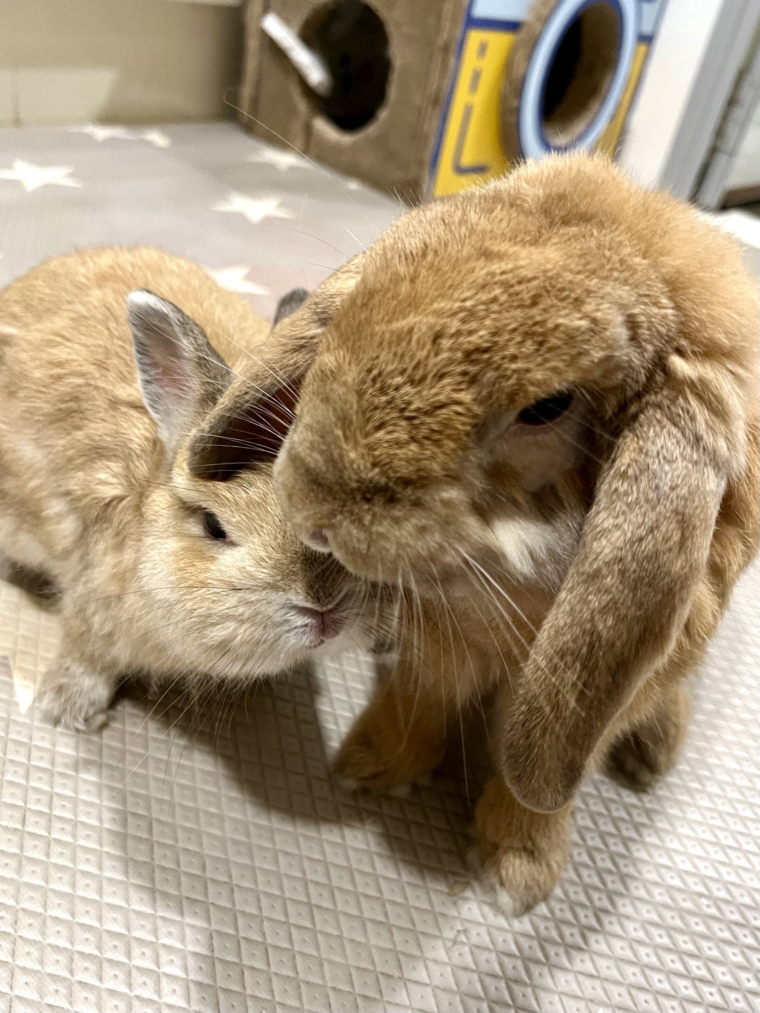おれんじうさぎ おぱんちゅうさぎ かぷっこふれんず2 全5種セット 【2025年8月