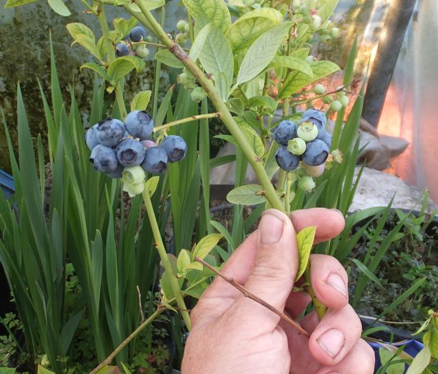 FlowerdewBob's tweet image. re planting blueberries - too often under-potted, vary much in size & often potentially much larger than we expect, some make trees 15-25 ft tall, most can make very large bushes, so many such as common Bluecrop only really happy in container size of bath, this Tophat is dwarf so…