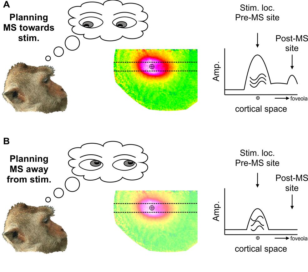 🧠✨ I’m excited to share our new publication, a wonderful work by Tomer Bouhnik and Ofir Korch. Just before a microsaccade toward a small stimulus, we found neural modulations preceding microsaccades: enhanced activity in foveal V1, both at the current and future stimulus
