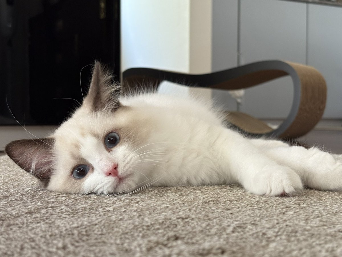 akiko_nkt's tweet image. ねここ