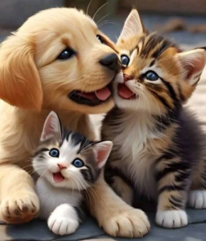 ElayneRasel's tweet image. 🖤🐈‍⬛🤎🧡🐶🧡😽
