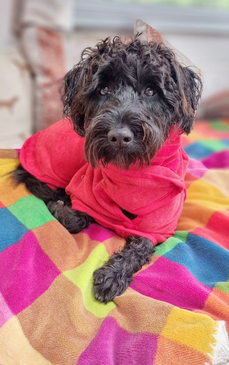 All back together after Desi had a week in and out of 4 different vets - bit a bee and had anaphylactic shock. Time to enjoy the beach. (Tg for insurance 😳)