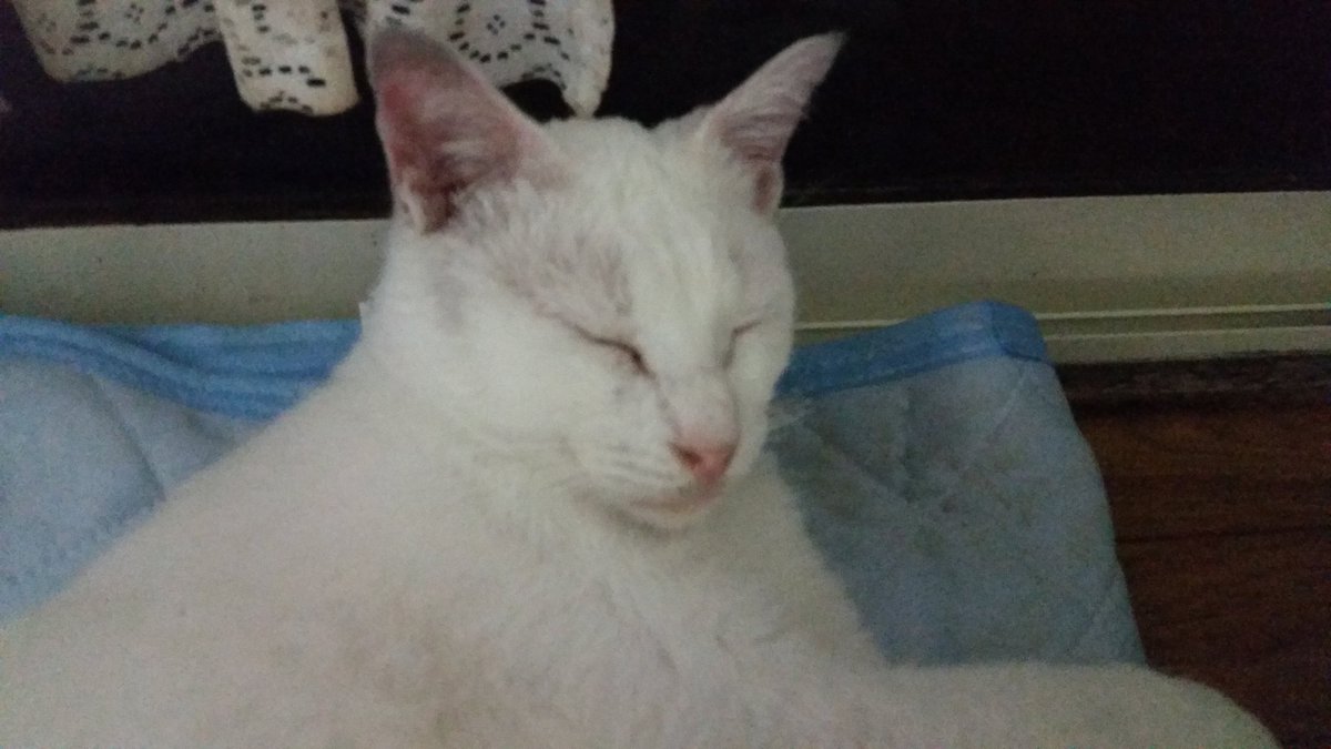 Pekari_Chance's tweet image. 炭まみれだったからシャンプー三回した。
耳やらまだ黒いけどその内綺麗になるだろ？