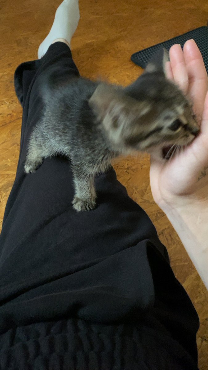 lokimimii's tweet image. première attaque du bébé !!!