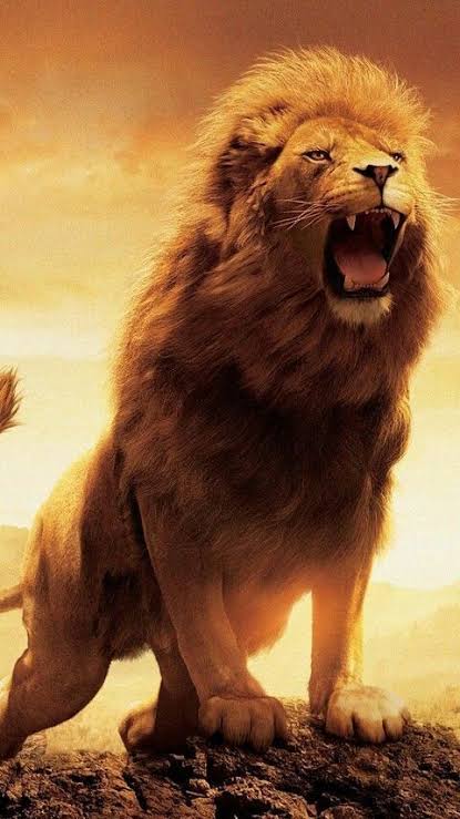 ChayAkkineni_FC's tweet image. SIMON ROAR from August 14th 🔥💥
#Coolie #NagarjunaAkkineni