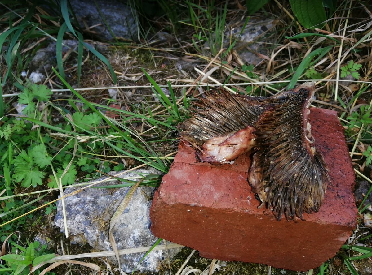 TippedOverTheEdge tweet media