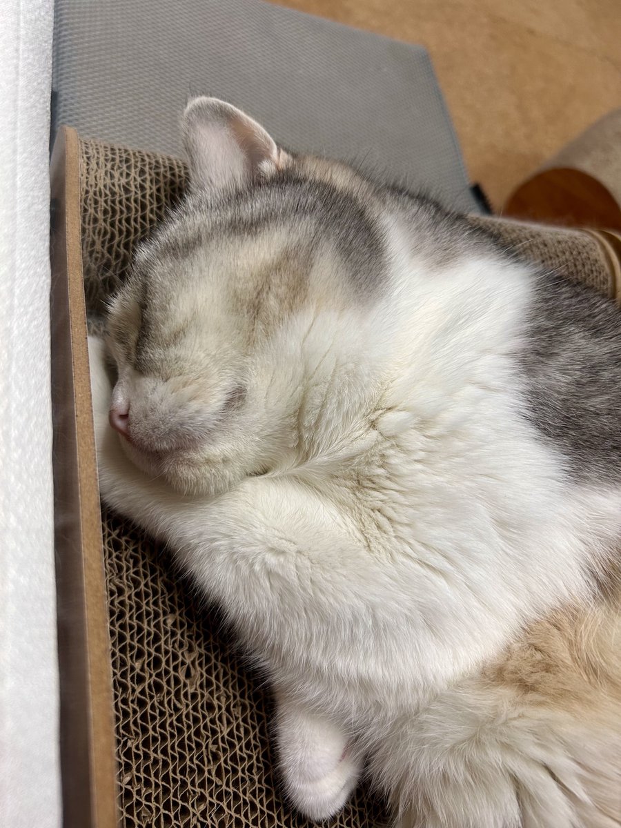 torofuu0311's tweet image. こんばんは😊

今日も一日お疲れ様でした🍀

手を枕に寝てるのが可愛いいんです❤️

みなさん涼しくしておやすみ下さいね😴

おやすみなさい💤
また明日😸💕
#猫がいる幸せ
#猫がいる暮らし