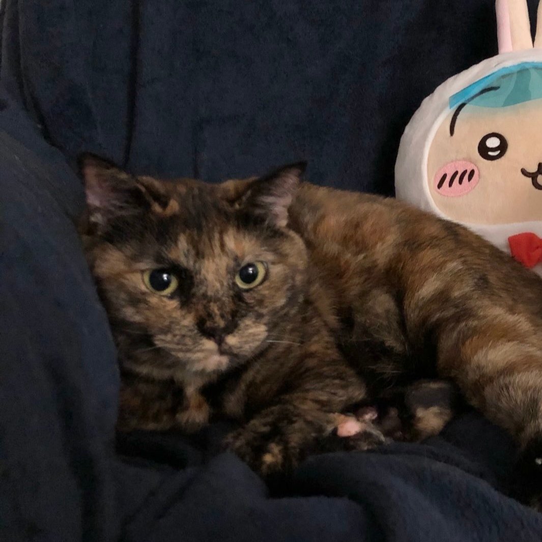 matsugorookoku's tweet image. ←夜　　朝→