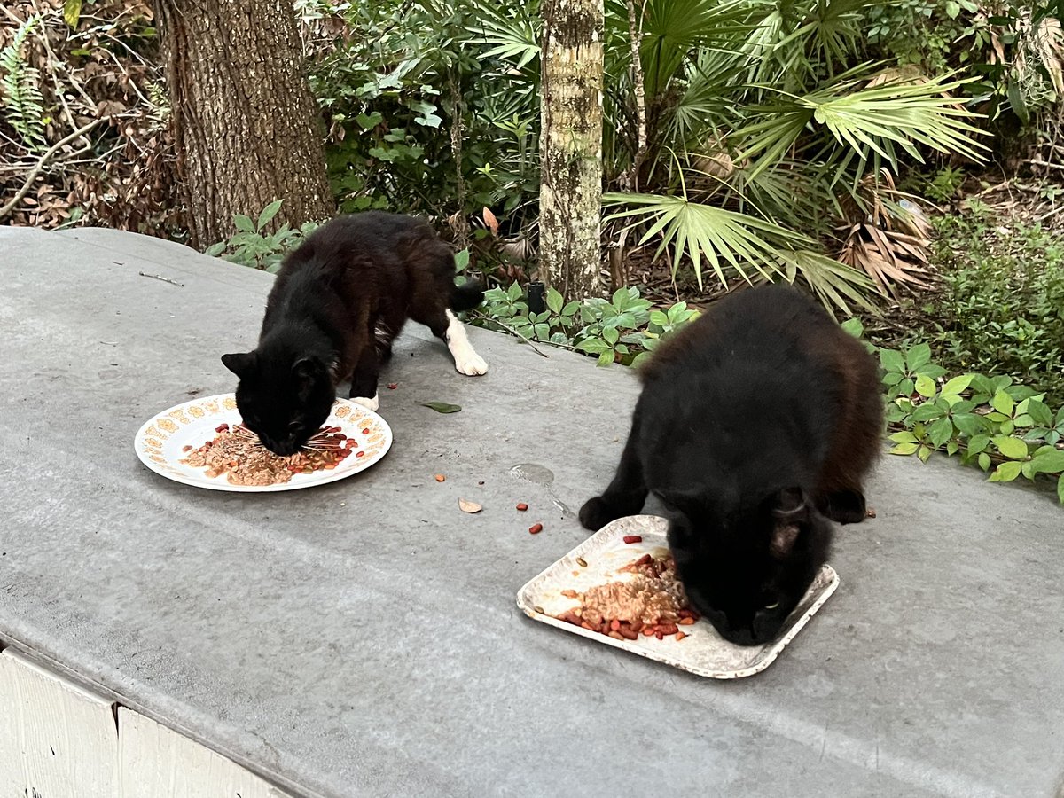 Misty &amp; Raspberry are enjoying their #MondayMorning Breakfast,
They are glad that the Big Guy is back to work to care for them again.
They send Purrs of Peace, Love, and Happiness to you this week.
☮️💖😺
#CatsOfTwitter 
#CommunityCats 
#Purrs4Peace