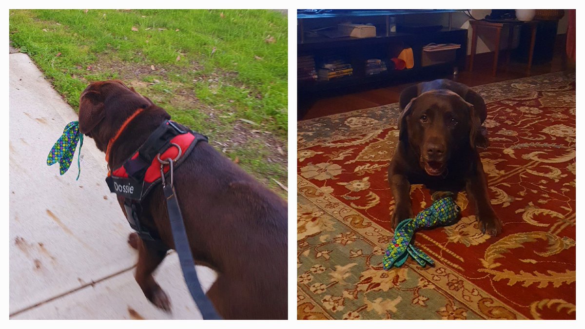 Mum bought me a new squeaky fish today and I love it sooooooo much! Come walkies time and there was no way I was leaving Rainbow Trout at home. I insisted on taking her with me.