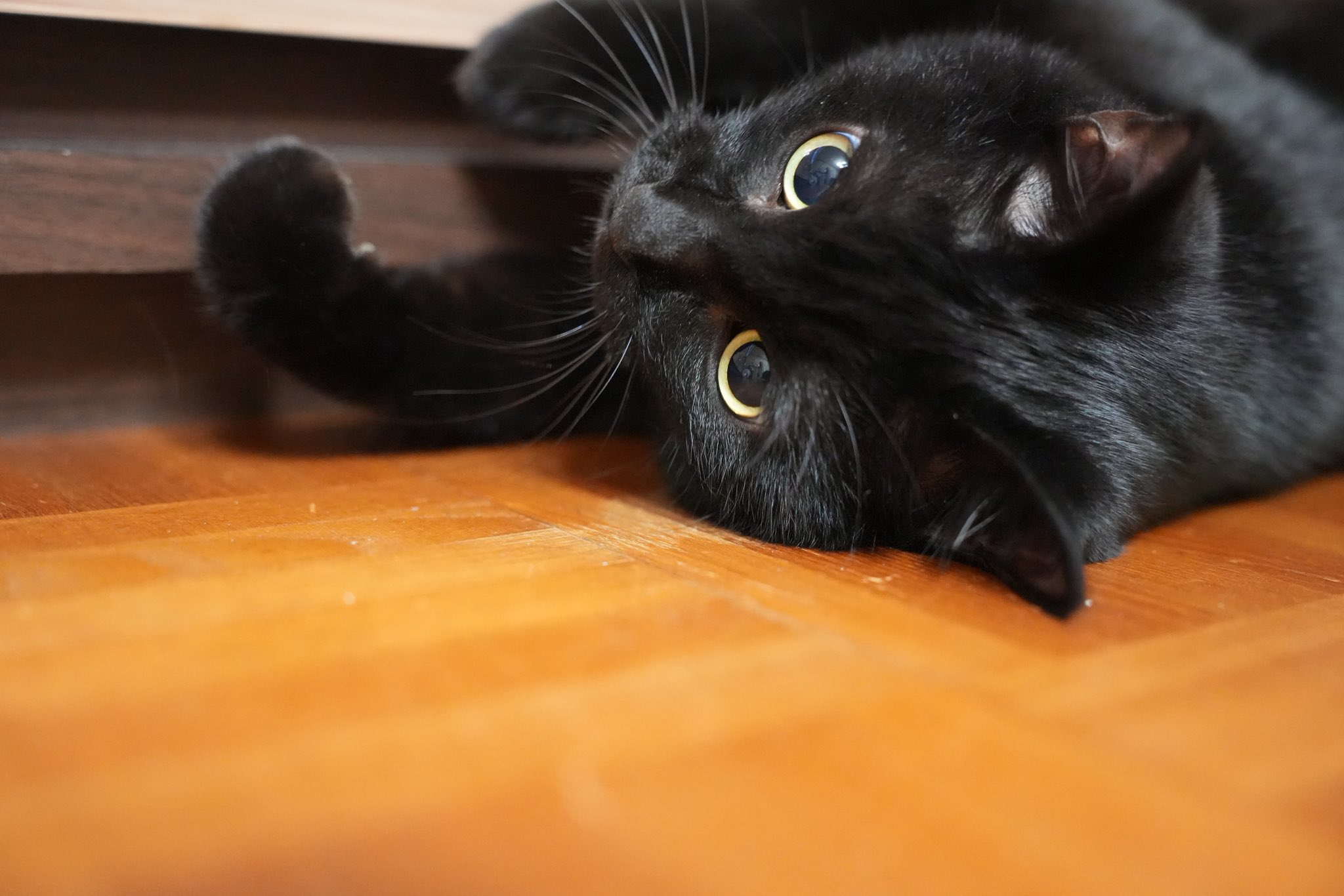 ねこぼ くるねこ 起きあがり胡ぼち【全3種】 – nipopo