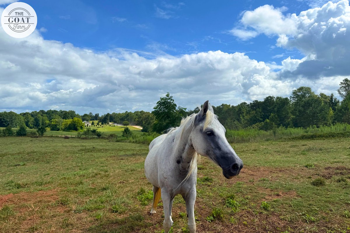 TheGOATFarmLLC's tweet image. It may be a Monday morning but no long faces...unless you&apos;re a horse, of course. 🐴

Have a magnificent, or at least manageable, Monday! ☕️