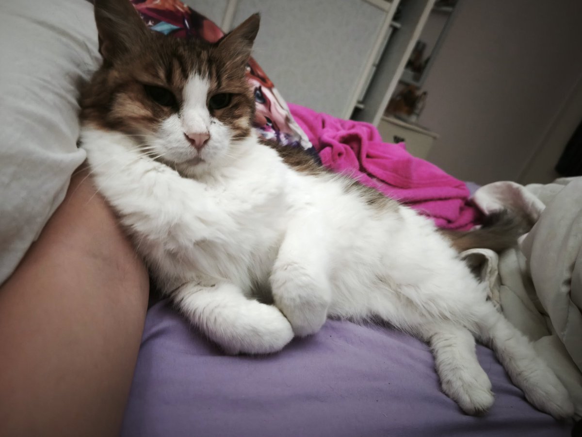 lilthemama's tweet image. I fell asleep for 12 hours and she was here when I woke up🥺❤️