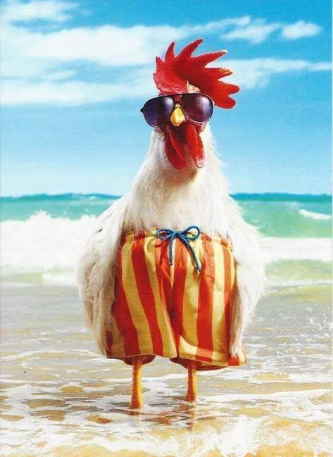 شكلها مفيش مصيف السنادي 
عشان القرش 
ومش هنوضح انهي قرش ✋😂