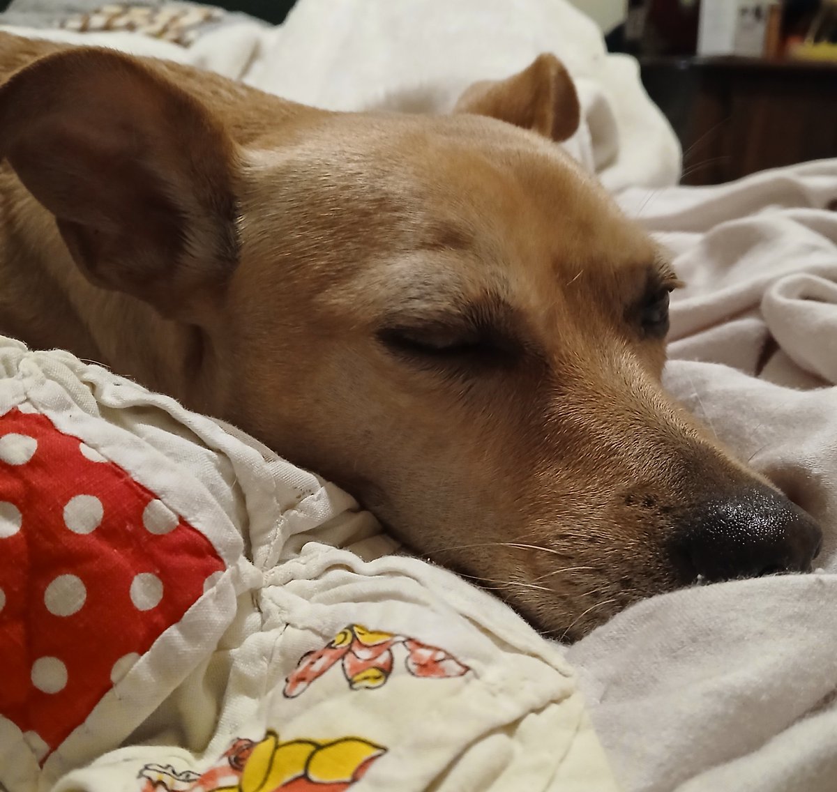 ChloeChloeChl19's tweet image. I had trouble sleeping last night, as I kept getting scratched/poked. I found these chews & more that Pup had "buried" under my blanket! You can see how sorry she isn't.
