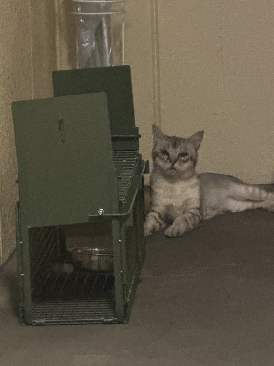 m_a_r_i_0130's tweet image. すみません。住民の方がでてきて
驚き、無理矢理捕まえるしかなくなったところ
3階から、1階の物置の屋根まで
飛んで逃げられてしまいました。
怖い思いさせました😭
またきてくれるかな？絶対幸せにしたいから引き続き頑張りますが
ただ膝を何時間もかけて黒くし、怖がらせ、終わってしまいました。。