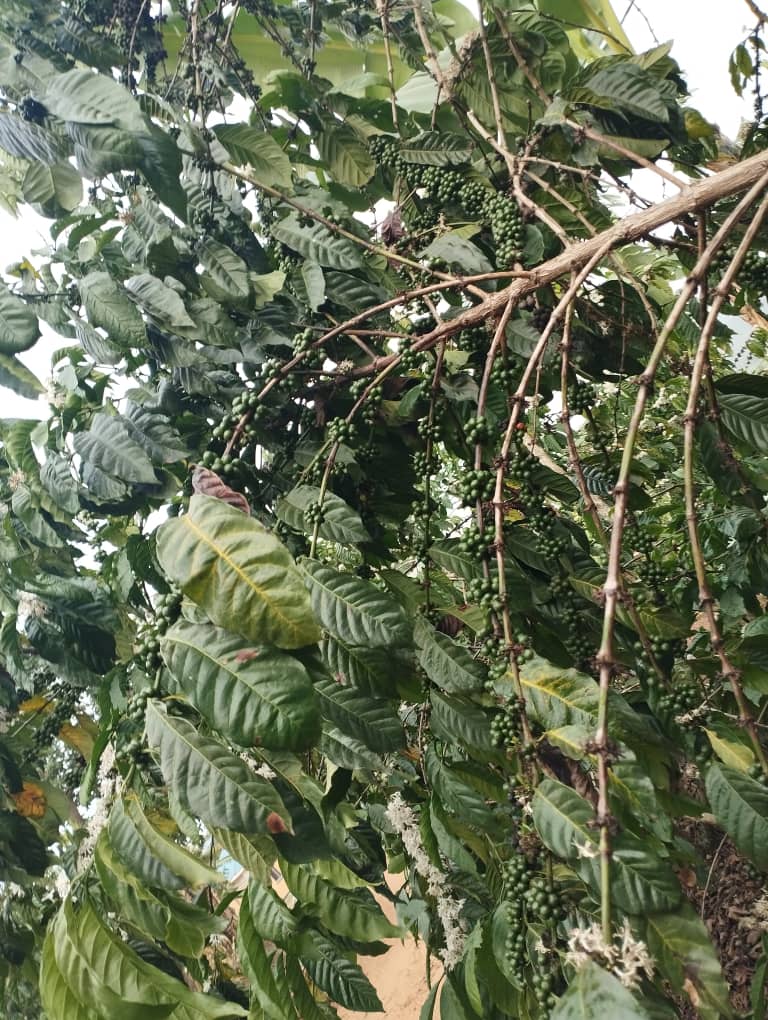 🌱 Turning coffee waste into organic gold!
After using ashy soil with biochar, Tinkamanyire William's coffee thrived—even in the driest month. 
We must scale this model: turn coffee waste into compost &amp; biochar for resilient, green farms.

Let’s grow more.