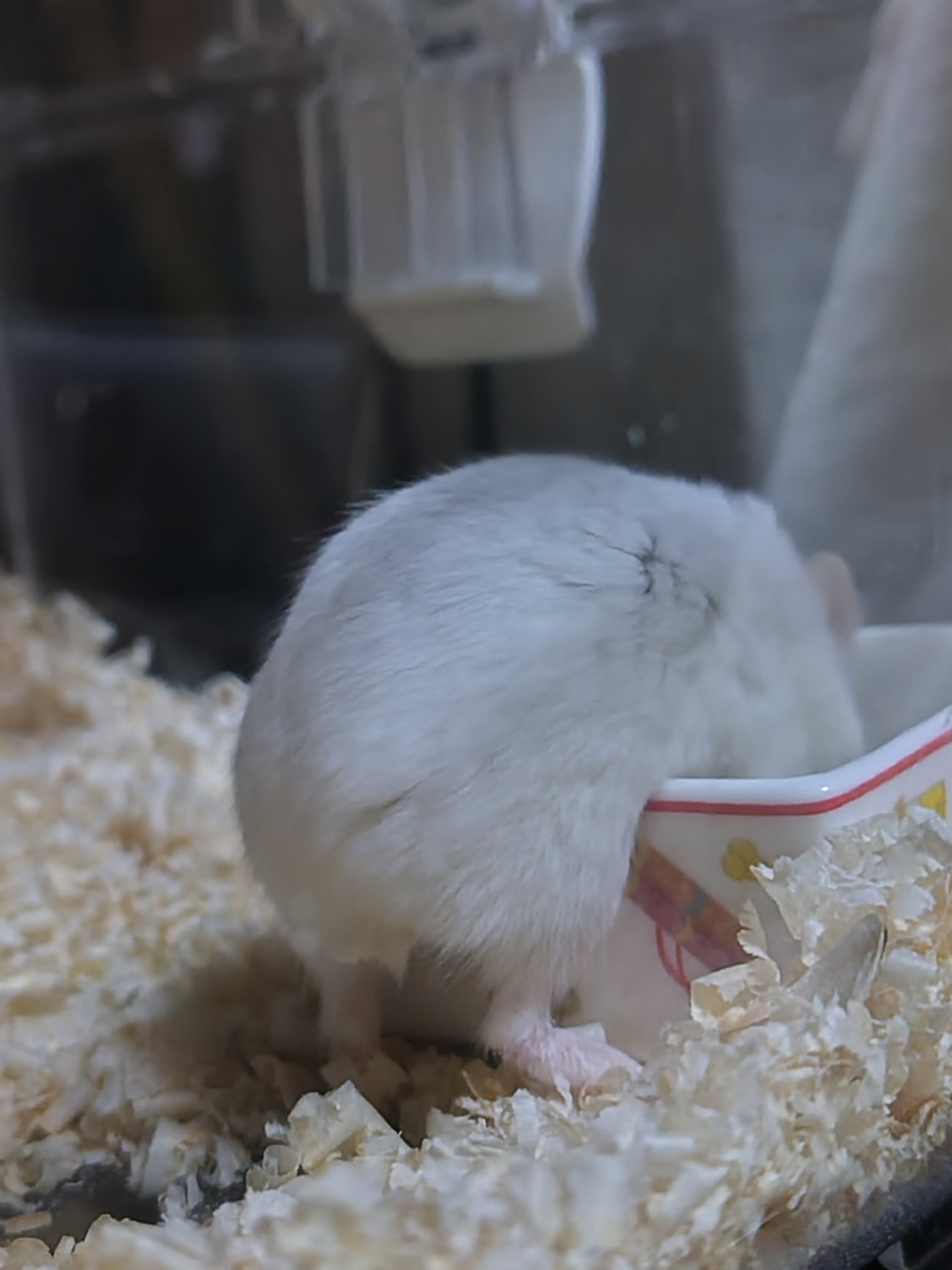 早いもの勝ち!♡バムとケロ激レア5セット♡ 絶狼（ZERO） on X: 