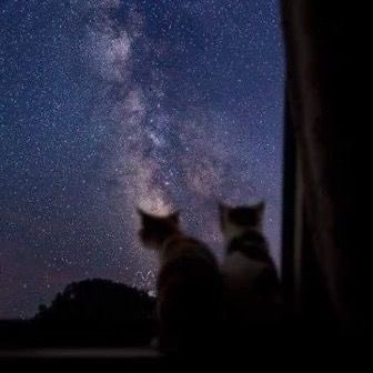 Stargirl (@det_ii) on Twitter photo 