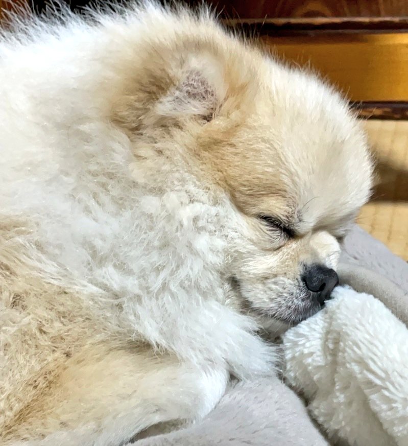 Yanakingon's tweet image. 🐶🐶🐶🐶🐶🐶🐶🐶🐶🐶🐶🐶

        　　🐈‍⬛7月28日🐈‍⬛

　　　　🪩本日も🪩

😺ありがとうございました😺

     🏮またのご来店を心より🏮

      　  🙇‍♂️お待ちしています🙇

       🌠みなさまおやすみなさい🌠

#おやすみなさい 
#フォロバ１００ 
#いぬのいる暮らし
