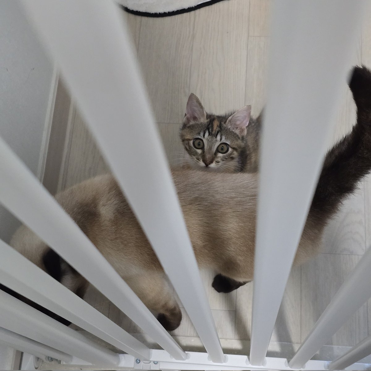 _imbo___'s tweet image. 쪼끄만게 벌써부터 마중나오고ㅠ
마중냥이 꿈나무 곤히 입양하세요!
(진짜 집주인보다 먼저 마중나옴!)
곤히 입양신청 링크⬇️
nabiya.org/adopt
🐱 곤히/여/2025년5월11일생(추정)
🐱 2차 접종/구충완료
#나비야사랑해_곤히 #가족찾는_곤히 #서울경기인천