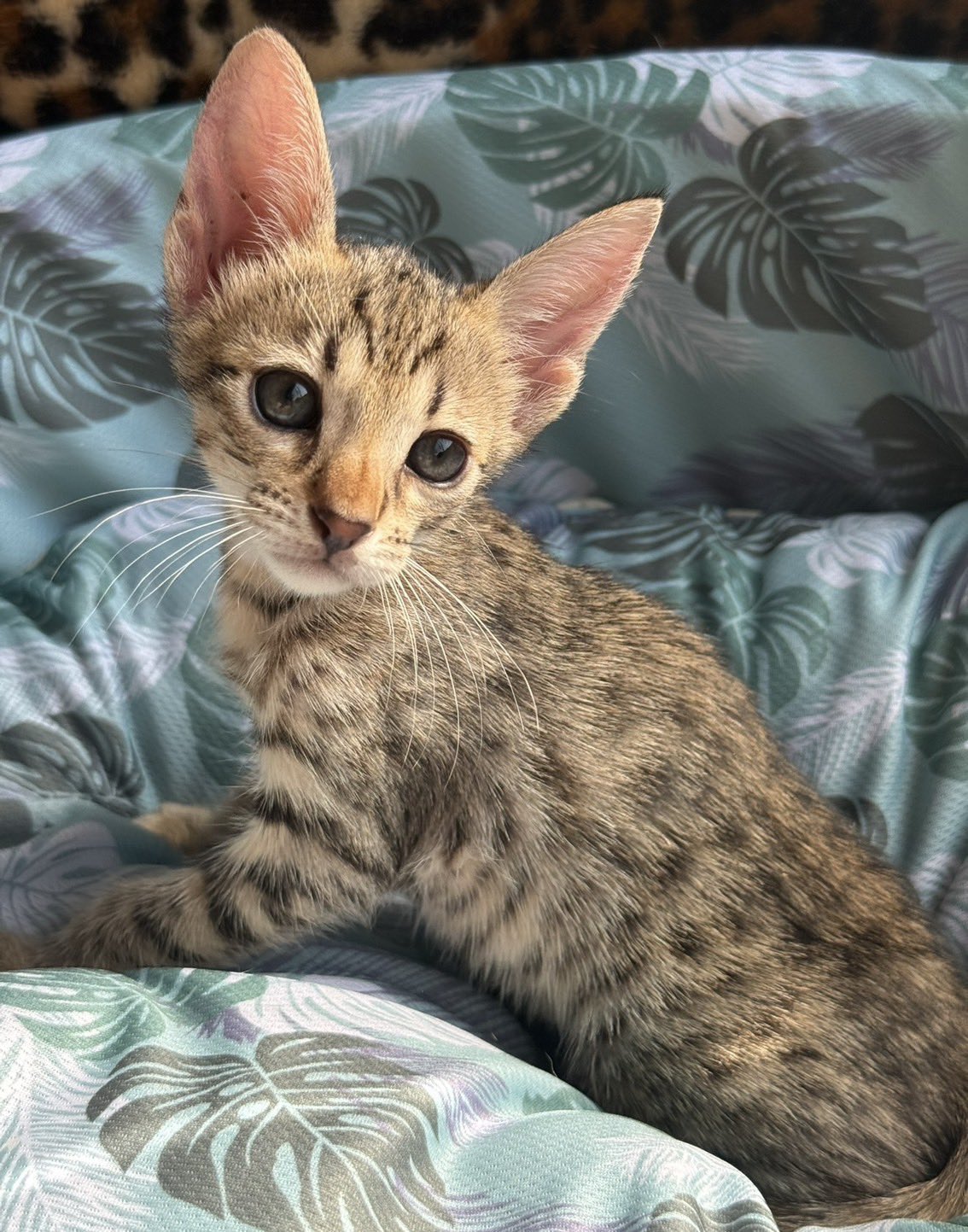 サバンナキャット❗️ 美しい🥺✨😻🟦 #サバンナキャット #サバンナ #猫 #子猫