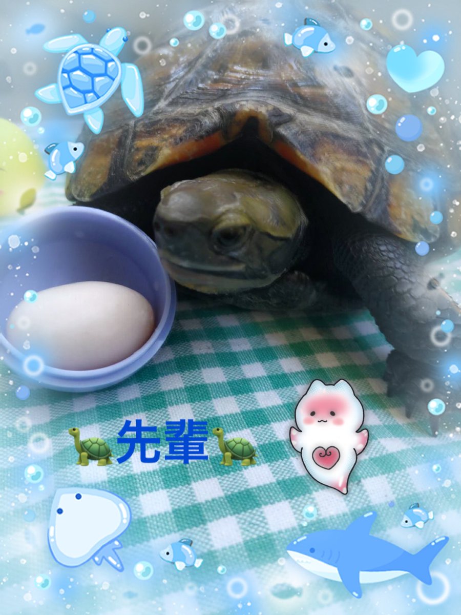 vrockcham's tweet image. 毎年夏になると赤ちゃんは産まれませんが先輩が卵を産みます🥚先輩の卵綺麗に撮れました🐢
 #イシガメ  #カ #亀  #ペット