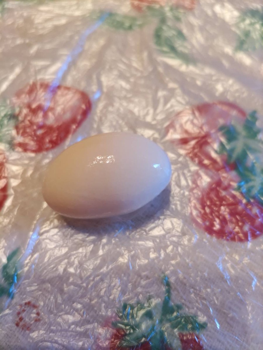 vrockcham's tweet image. 毎年夏になると赤ちゃんは産まれませんが先輩が卵を産みます🥚先輩の卵綺麗に撮れました🐢
 #イシガメ  #カ #亀  #ペット