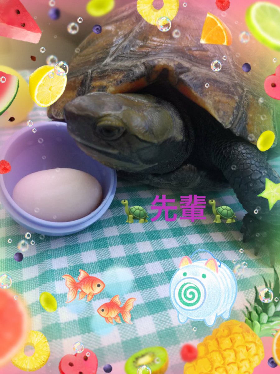 vrockcham's tweet image. 毎年夏になると赤ちゃんは産まれませんが先輩が卵を産みます🥚先輩の卵綺麗に撮れました🐢
 #イシガメ  #カ #亀  #ペット