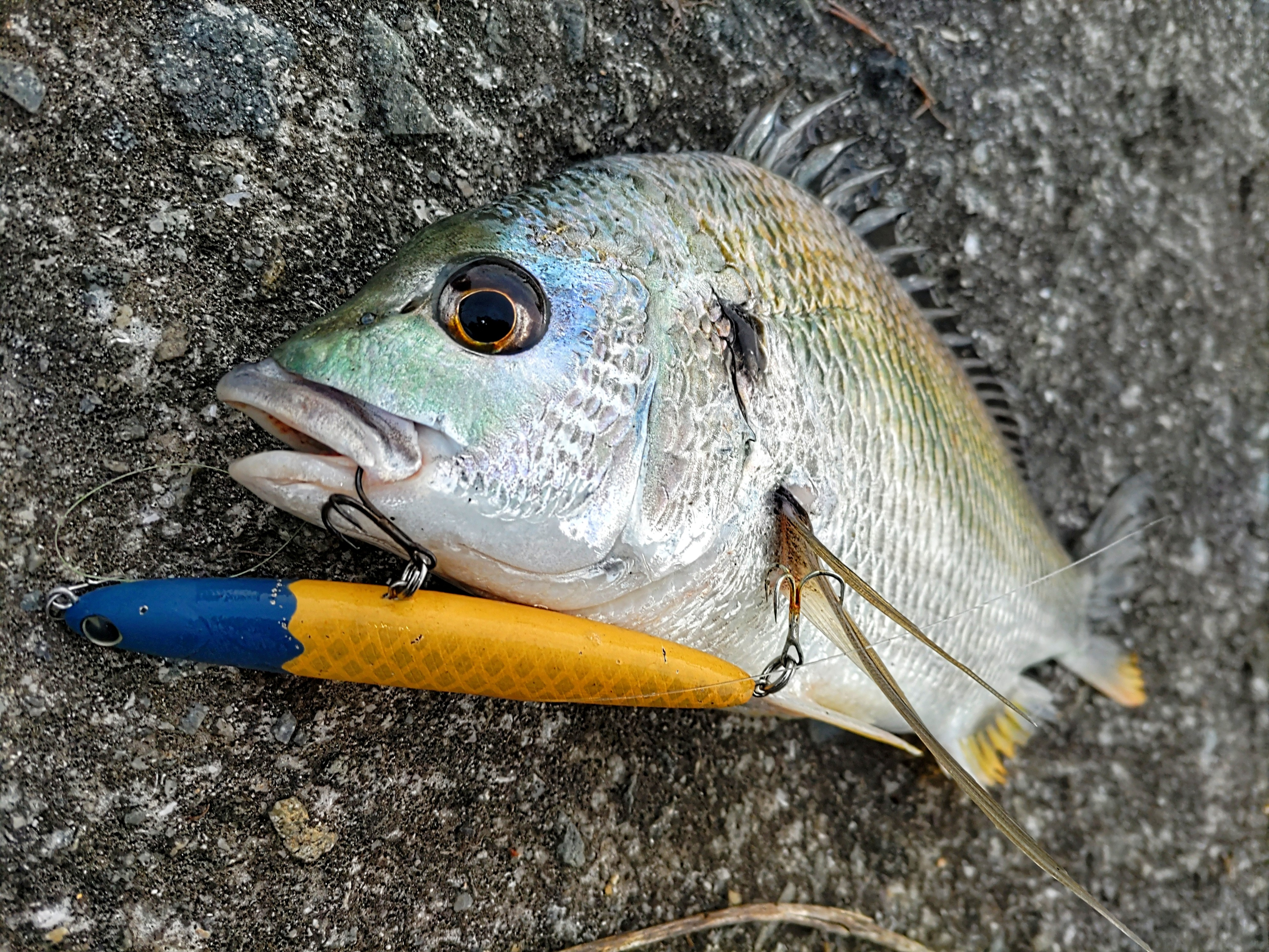 アイマ 他シーバスルアーセット 楽天市場】UMINEKO シーバス シンキング ミノー セット 5個 90mm