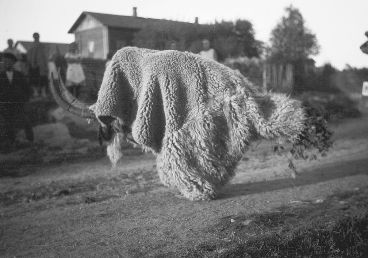 aflashbak's tweet image. The Yule Goat: Photographs of Finland's Nuuttipukki (1928) - Flashbak flashbak.com/the-yule-goat-…