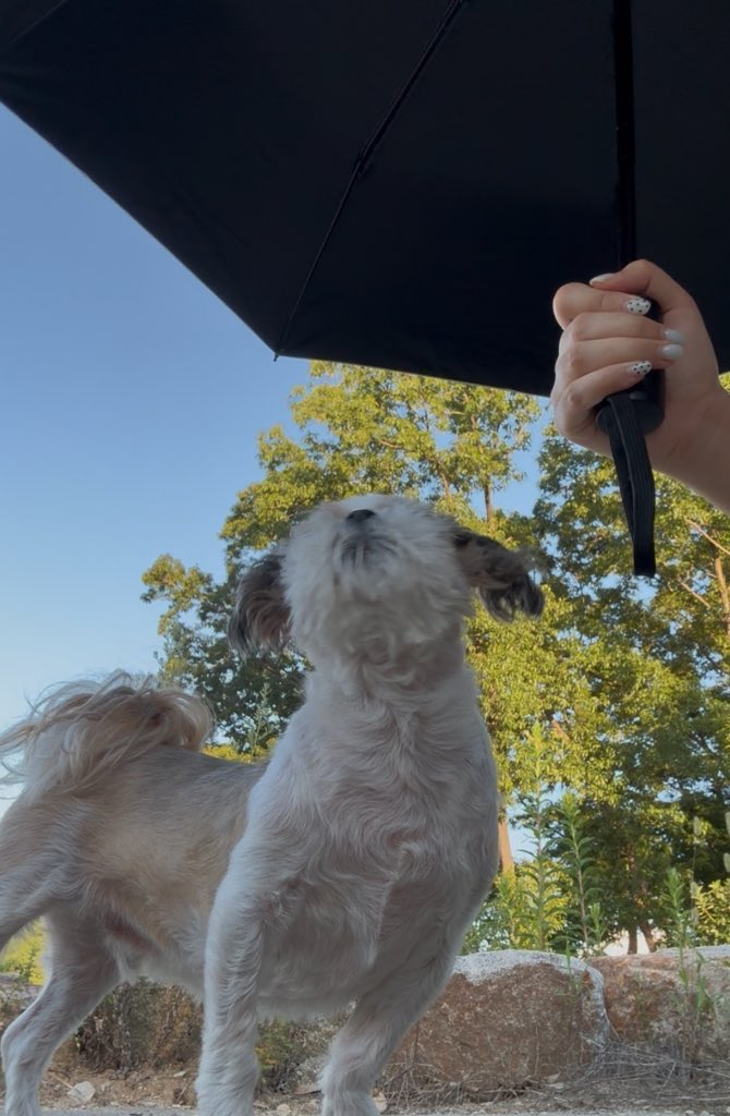 너무
더우면
누나를
양산매니저로쓰자