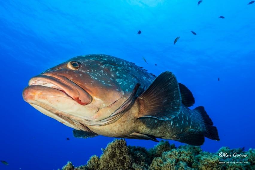 "Ilhéu das Formigas" in Santa Maria; a small lighthouse in the middle of the ocean, surrounded by small islets.
Remember: We worry, You dive!
portugaldive.com/best-dives/spo…
#portugaldive #divinginportugal
<a href="/KohTaoDive/">Master Divers</a> <a href="/DivingLeisure/">DivingLeisureLondon</a> <a href="/reefbuddies/">Reef Buddies</a> <a href="/OceanDiversAsia/">Ocean Divers</a> <a href="/BSACdivers/">British Sub-Aqua Club</a>